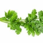 fresh -coriander leaves-image buy indian spice online spiceitupp